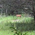 Afton State Park Backpacking Campsites