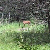 Afton State Park Backpacking Campsites ico