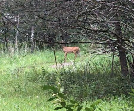 Afton State Park Backpacking Campsites