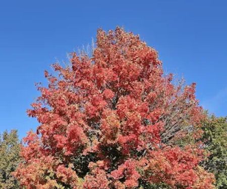 Cherry Glen Campground