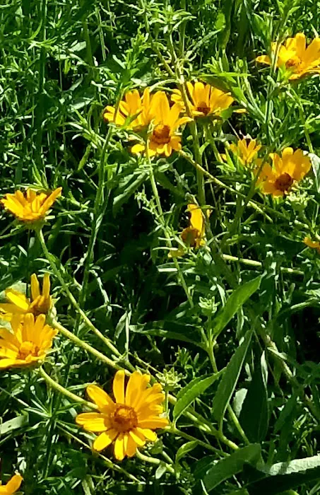 Prairie Flower Campground Picture 3