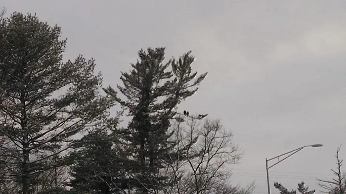 Lac Du Flambeau Campground and Marina Picture 6