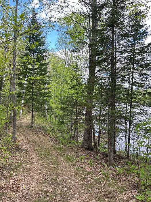 Punch Lake Campground Picture 6