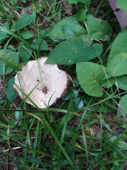 Twin Lakes Campground Picture 1