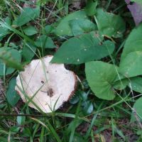 Twin Lakes Campground ico