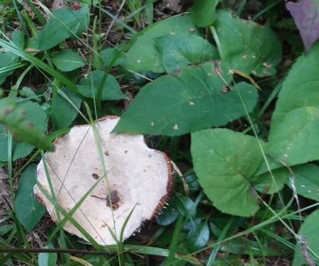 Twin Lakes Campground