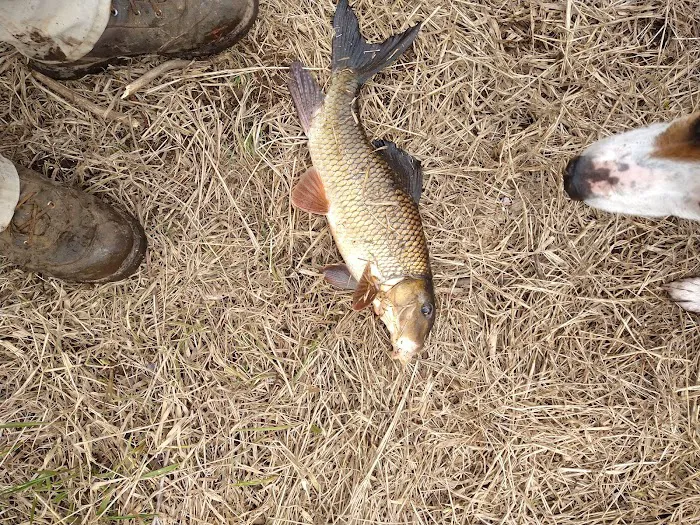 Stockfarm Bridge Campground Picture 8