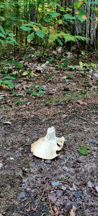 Firefly Lake Campground Picture 6