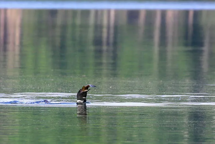 Firefly Lake Campground Picture 7