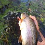 Bennett Spring State Park Cabins (Rentals)