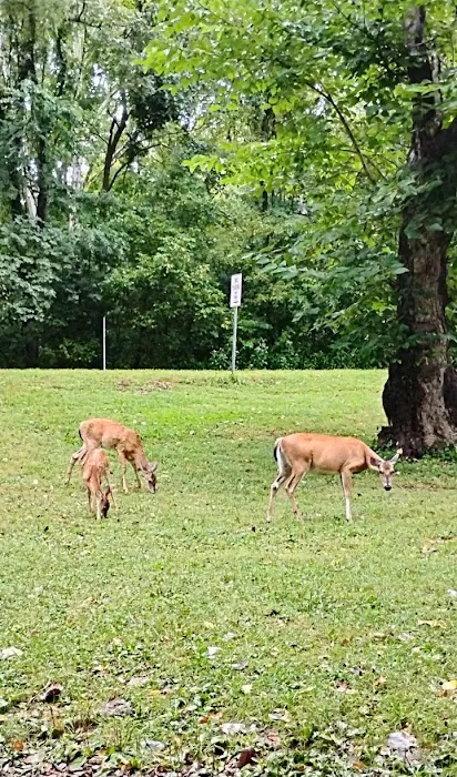 Bennett Spring State Park Campground Picture 1