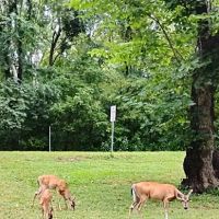 Bennett Spring State Park Campground ico
