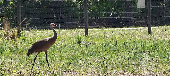 Pellizze Park Picture 9