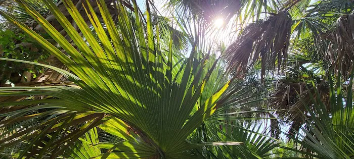 Scout Island Picture 5