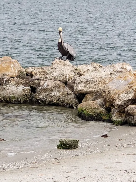 Sebastian Inlet State Park Campground Picture 8