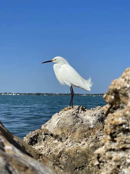 Sebastian Inlet State Park Campground Picture 5