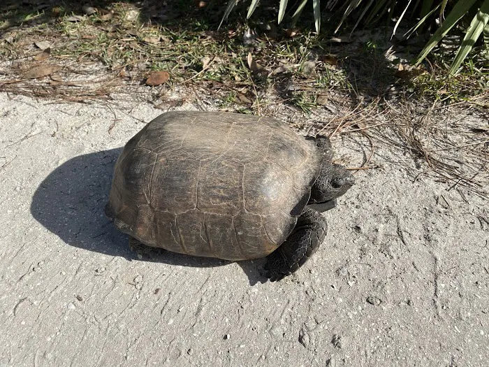Donald MacDonald County Campground Picture 6