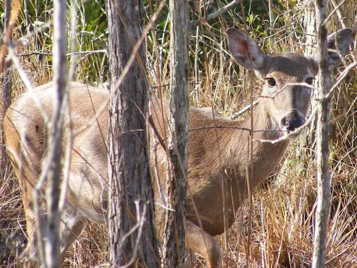Three Lakes camping 2 Picture 1