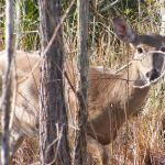 Three Lakes camping 2