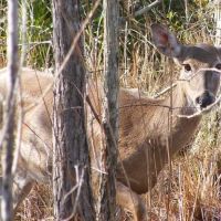 Three Lakes camping 2 ico