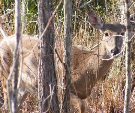 Three Lakes camping 2