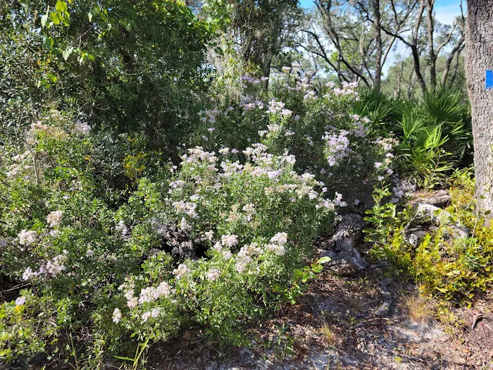 Walk in Water Campground Picture 2