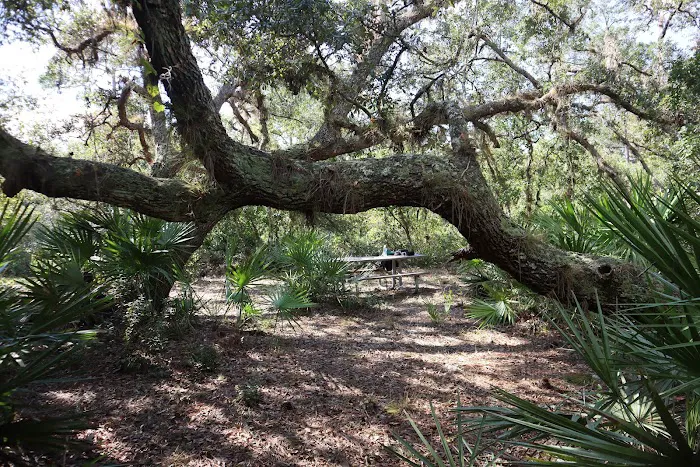 Black Bear Campsite Picture 4