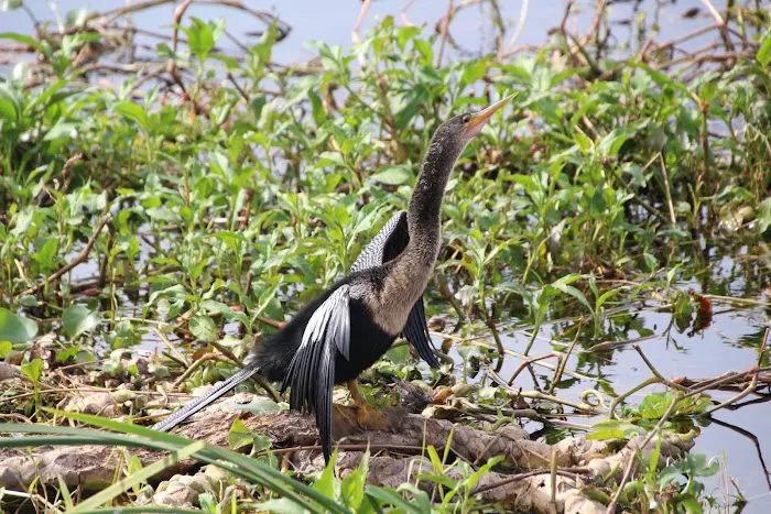 Joe Overstreet Landing Picture 13