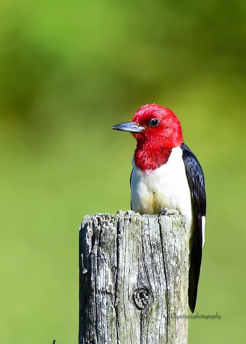 Joe Overstreet Landing Picture 11