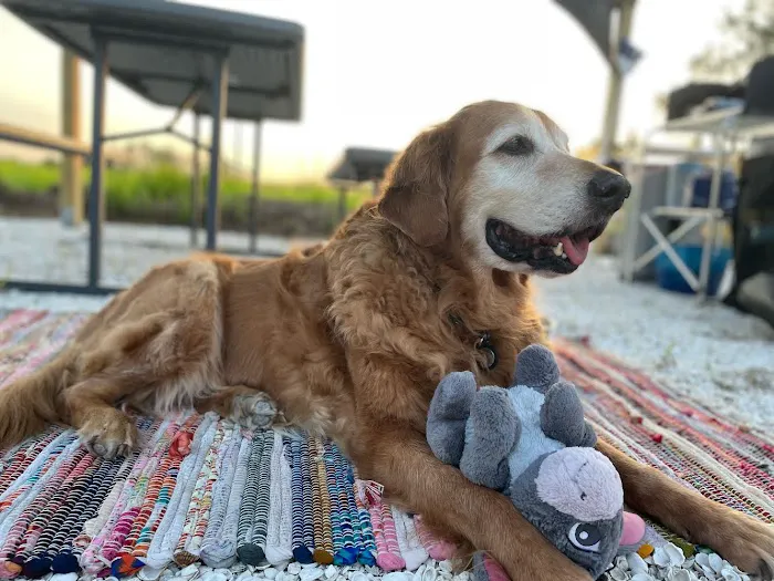 Comfy Camping Glamping Rentals at Alafia River State Park Picture 8