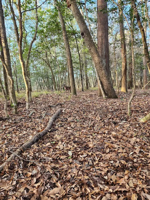 Bluff Springs Recreation Area Picture 8