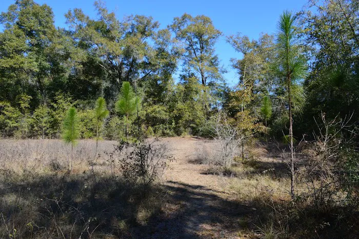 Mystic Springs Free Campground Picture 2