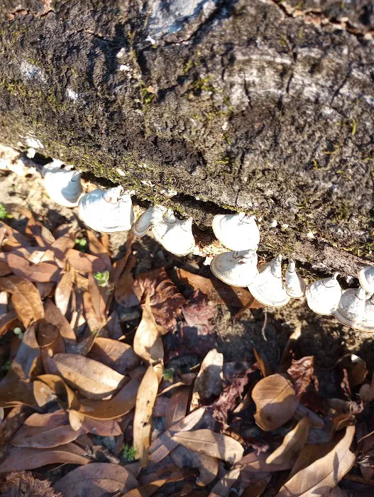 Mystic Springs Free Campground Picture 1