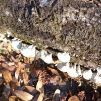 Mystic Springs Free Campground ico