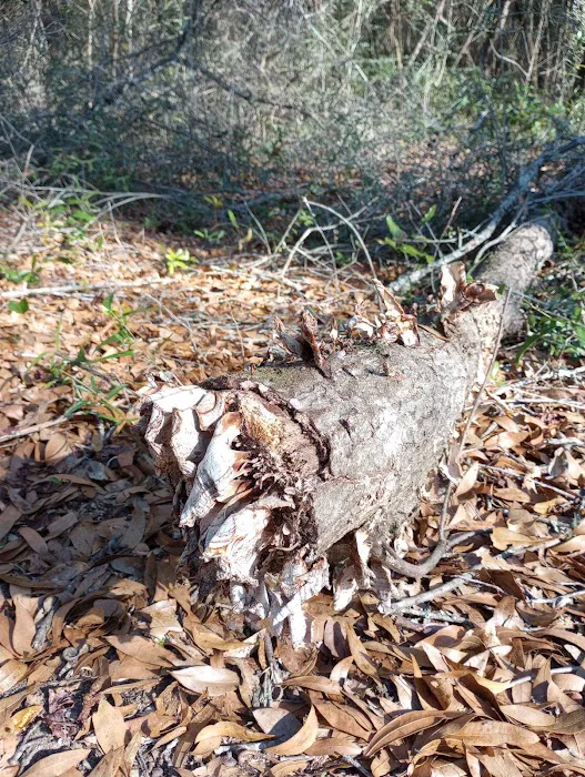 Mystic Springs Free Campground Picture 5