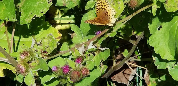 Block House Campground Picture 5