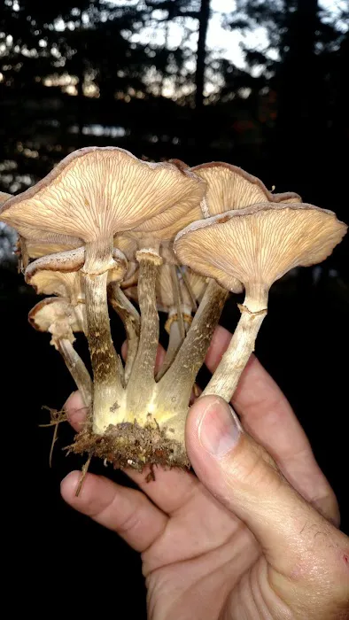 Norway Lake Campground Picture 4