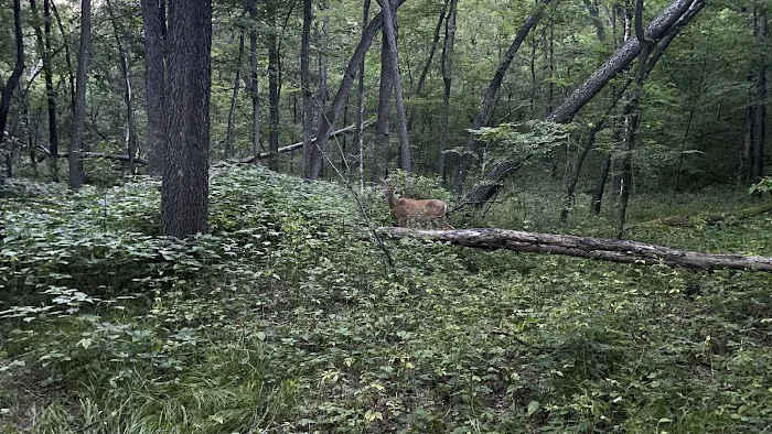 Willow River State Park Campground Picture 5
