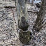 Fred C. Andersen Scout Camp