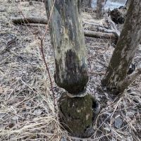 Fred C. Andersen Scout Camp ico