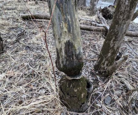 Fred C. Andersen Scout Camp