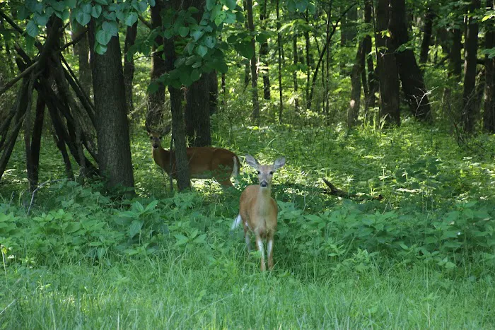 Timber Calls RV Campground Picture 7