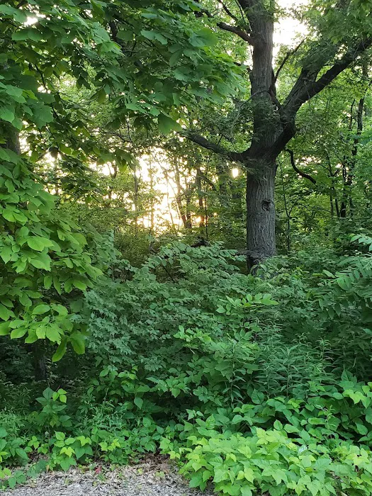 Jester Park Campground Picture 4