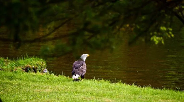 Red Feather Lodge Picture 1