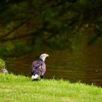 Red Feather Lodge ico