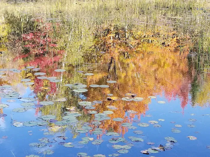 Loon Lagoon Picture 6