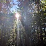 Birchwood Campground