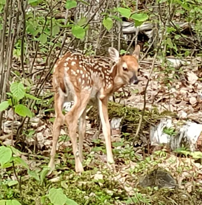 Birchwood Campground Picture 7