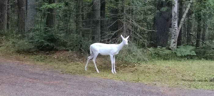 Birchwood Campground Picture 9