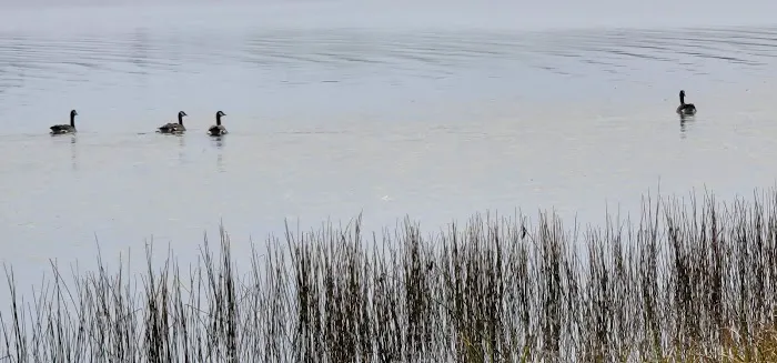 East Twin Lake Campground Picture 8